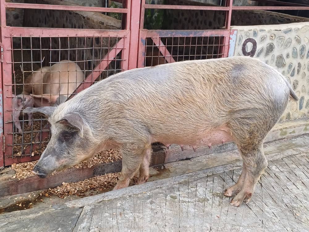 AT Projects Piggery in Goroka-1 Quality pigs in Goroka
