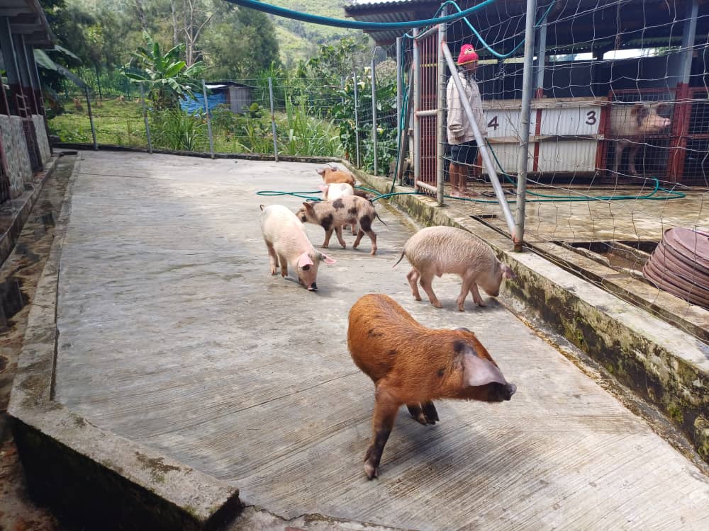 AT Projects Piggery in Goroka-2 Quality pigs in Goroka