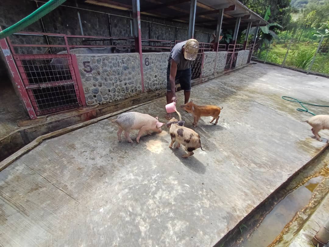 AT Projects Piggery in Goroka-4 Quality pigs in Goroka