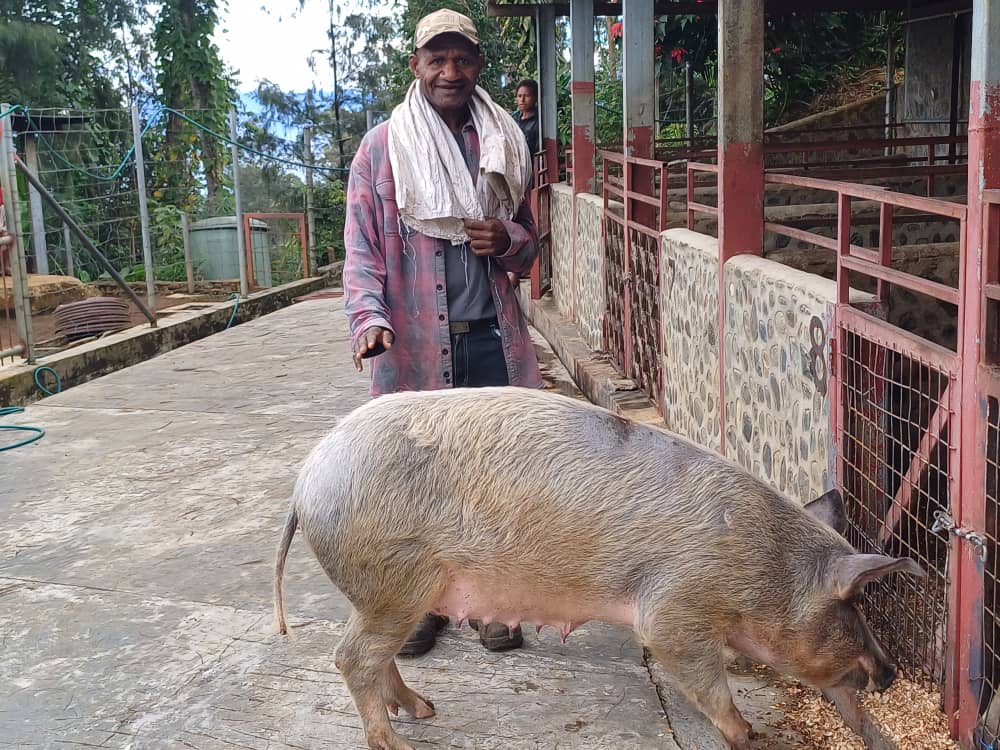 AT Projects Piggery in Goroka-6 Quality pigs in Goroka