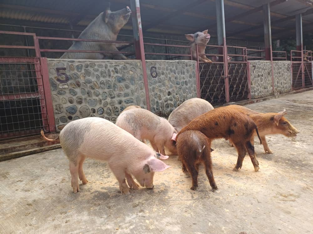 AT Projects Piggery in Goroka-9 Quality pigs in Goroka
